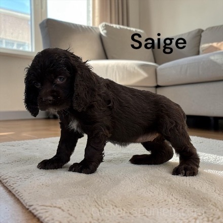 puppy, for, sale, Cocker Spaniel, Joe & Cherri  Overlease, dog, breeder, Miller, MO, dog-breeder, puppy-for-sale, forsale, nearby, find, puppyfind, locator, puppylocator, aca